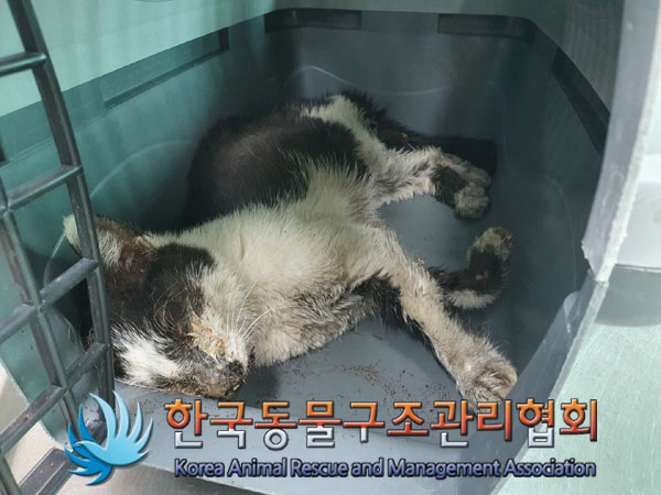 한국동물구조관리협회_411312202300341